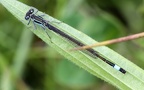 Ischnura elegans -  7. Fund (Männchen)