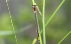 Ischnura elegans -  9. Fund (Weibchen)