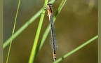 Ischnura elegans -  9. Fund (Weibchen)