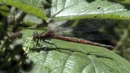Pyrrhosoma nymphula -  4. Fund (Weibchen)