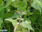 Sympetrum sanguineum - 2. Fund (Weibchen)