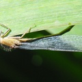 Platycnemis pennipes -  4. Fund (Weibchen)