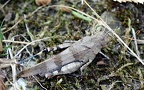 Oedipoda caerulescens -  6. Fund (Weibchen)