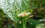Tettigonia cantans -  2. Fund (Männchen)