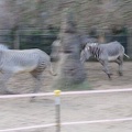 equus_grevyi_1.mp4