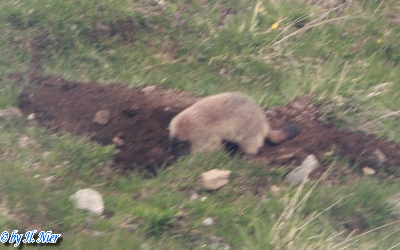 Marmota marmota -  1. Fund
