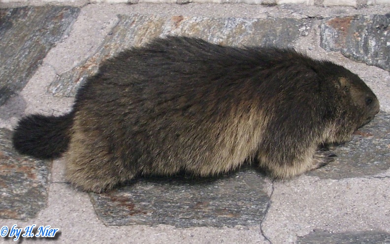 Marmota marmota -  3. Fund