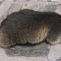 Marmota marmota -  3. Fund