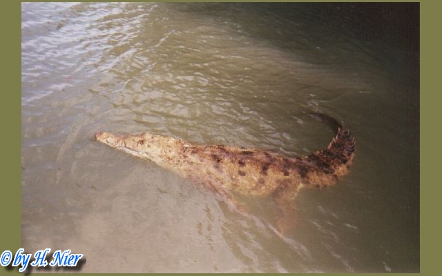 Crocodylus acutus -  1. Fund