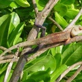 Calotes versicolor -  3. Fund (Männchen)