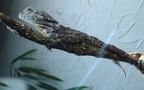 Chlamydosaurus kingii -  1. Fund