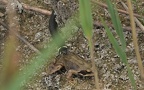 Natrix natrix natrix -  8. Fund (Jungtier beim Verspeißen eines Rana temporarias)