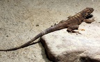Klasse Reptilia (Laurenti, 1768)
