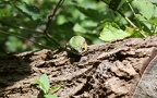Lacerta viridis meridionalis -  1. Fund (Männchen)