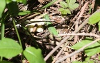Lacerta viridis meridionalis -  2. Fund (Männchen)