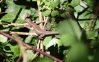 Lacerta viridis meridionalis -  3. Fund (Weibchen)