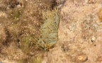 Anemonia sulcata -  1. Fund