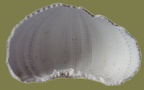 Klasse Echinoidea (Leske, 1778)