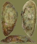 Acar (Barbatia) clathrata (Defrance, 1816) 