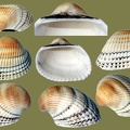Anadara natalensis -  4. Fund