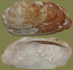 Familie Arcidae (Lamarck, 1809)