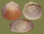 Familie Glycymerididae (Newton, 1922)