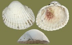Familie Cardiidae (Lamarck, 1809)