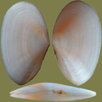 Peronaea (Tellina) planata (Angulus planatus) (Linnæus, 1758)