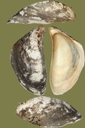 Stamm Mollusca (Cuvier, 1797)