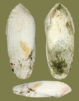 Familie Pholadidae (Lamarck, 1809)