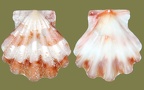Bractechlamys corallinoides (d'Orbigny, 1840)