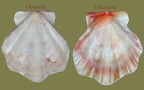 Pseudamussium peslutrae (P. septemradiatum) (Poli, 1795)