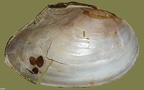 Anodonta anatina -  1. Fund