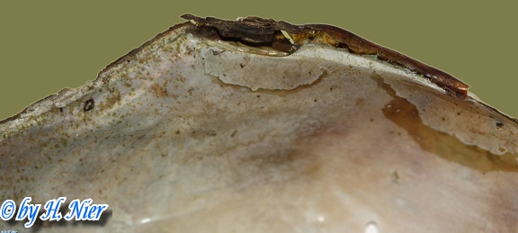 Anodonta anatina -  1. Fund