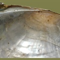 Anodonta anatina -  2. Fund