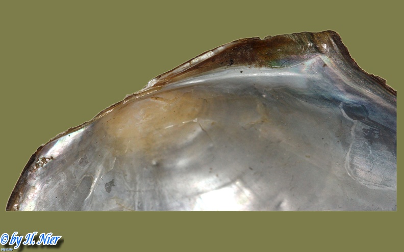 Anodonta anatina -  3. Fund