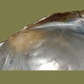 Anodonta anatina -  3. Fund