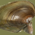 Anodonta anatina -  4. Fund