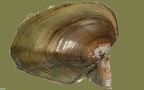 Anodonta anatina -  4. Fund