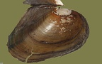 Anodonta anatina -  5. Fund
