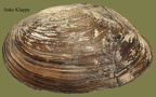 Anodonta anatina (Linnæus, 1758)