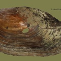 Anodonta cygnea -  1. Fund