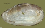Anodonta cygnea -  1. Fund