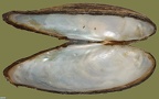 Anodonta cygnea -  2. Fund