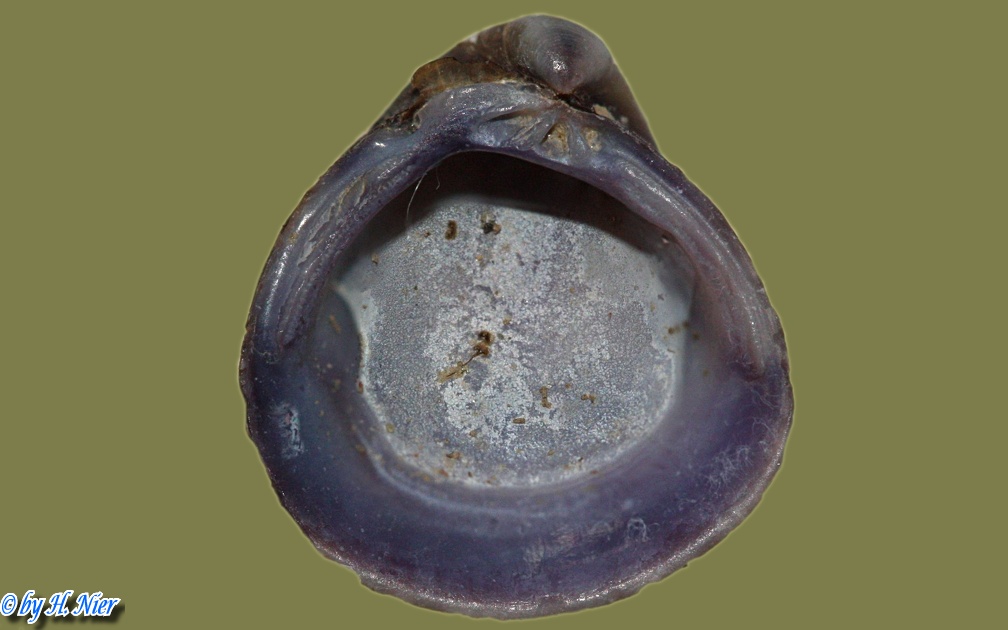 Corbicula fluminea - 10. Fund