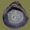Corbicula fluminea - 10. Fund