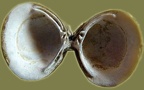 Corbicula fluminea - 11. Fund