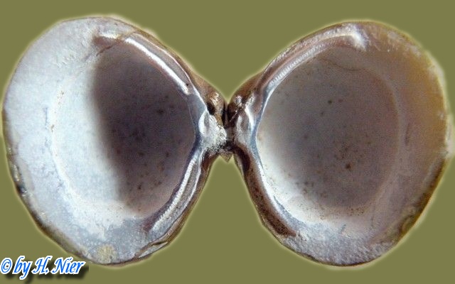 Corbicula fluminea - 12. Fund