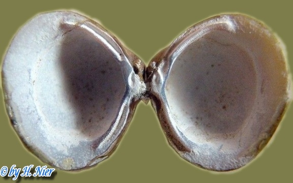 Corbicula fluminea - 12. Fund