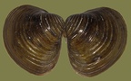 Corbicula fluminea - 13. Fund